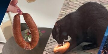 Hilarisch, Utrechtse kater neemt de hele week rookworsten mee naar huis. Wat een mysterie!