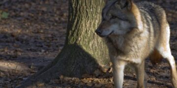 Wolf al uren in schuurtje bij woning: ‘Hij sprong zo de tuin in’