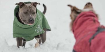 Dit is of jouw hond wel of geen winterjas nodig heeft met de koude dagen