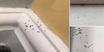 Opgelet voor deze vreemde zwarte stippen in je huis!