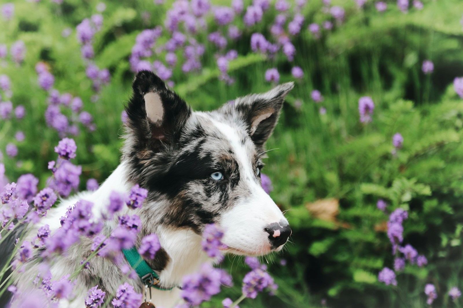 A black and white dog standing in a field of purple flowers