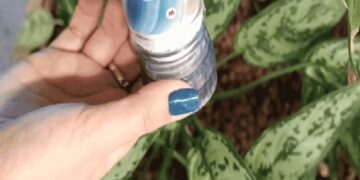 Steeds meer mensen strooien zout op hun kamerplanten. Klinkt gek, maar dit is waarom