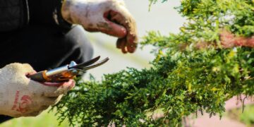person in blue long sleeve shirt holding brown and black bird