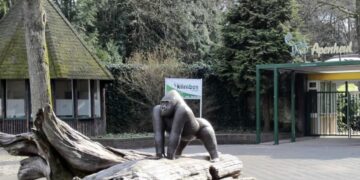 Chaos bij Apenheul: Drie berberapen ontsnapt (+update)