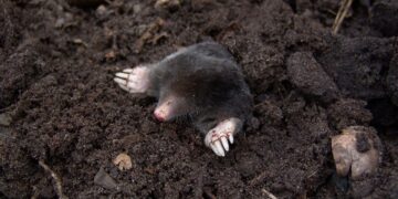 nature, animal, mole, rodent, mammal, wildlife, fauna, mole, mole, mole, mole, mole