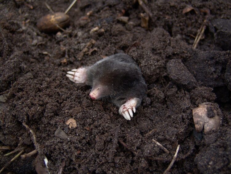 Nature animal mole rodent mammal wildlife fauna mole mole mole mole mole