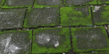 Dit is de reden waarom je heet aardappelwater over groene aanslag of mos moet gieten