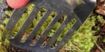 Tuinexpert onthult: “Verwijder mos niet in de lente!“