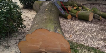 Waarom je niet zomaar een boom mag kappen, zelfs niet in je eigen tuin