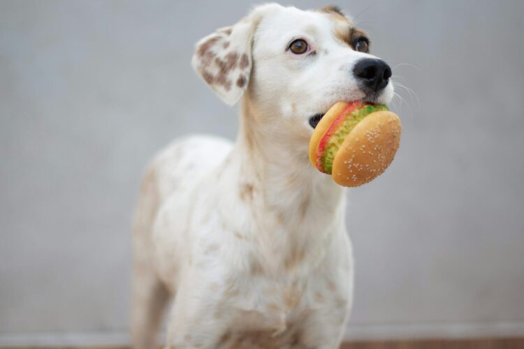 White short coated dog with orange ball on mouth