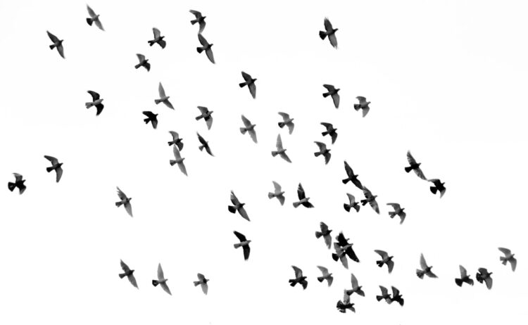 Low angle photography of flock of silhouette of bird illustration