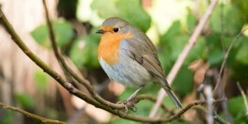 shallow focus photography of bird