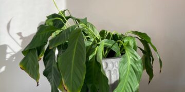 Hangen de bladeren van je kamerplant? Met deze geniale tip komt ‘ie zo weer tot leven!