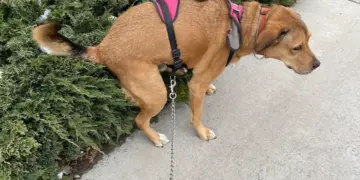 Ga je zonder hondenpoepzakje op pad? Zo hoog is de boete in 2025