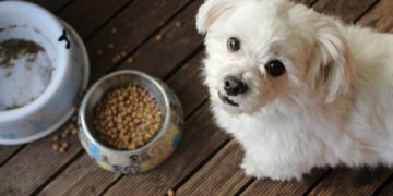 white long coat small dog on brown wooden floor