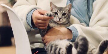 person holding silver tabby cat
