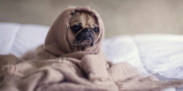 pug covered with blanket on bedspread
