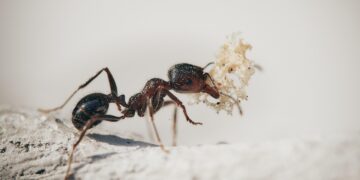 ants, macro, insects, nature, plants, ant, garden, antenna, worker, petals, ants, ants, ant, ant, ant, ant, ant