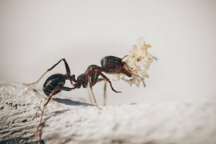 Ants macro insects nature plants ant garden antenna worker petals ants ants ant ant ant ant ant