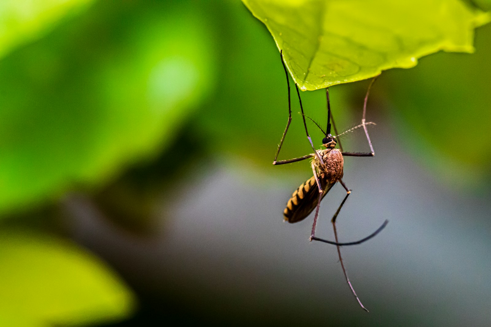 Brown and black insect