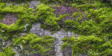 Tuinexpert waarschuwt: verwijder mos NIET in de lente (dit is waarom)