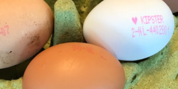 Wat betekenen die mysterieuze codes op een ei? Dit is wat erachter zit