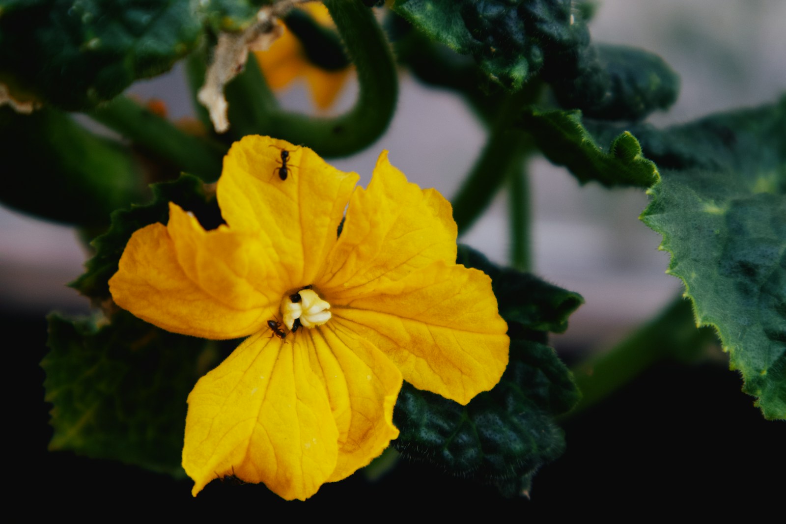 A yellow flower with green leaves