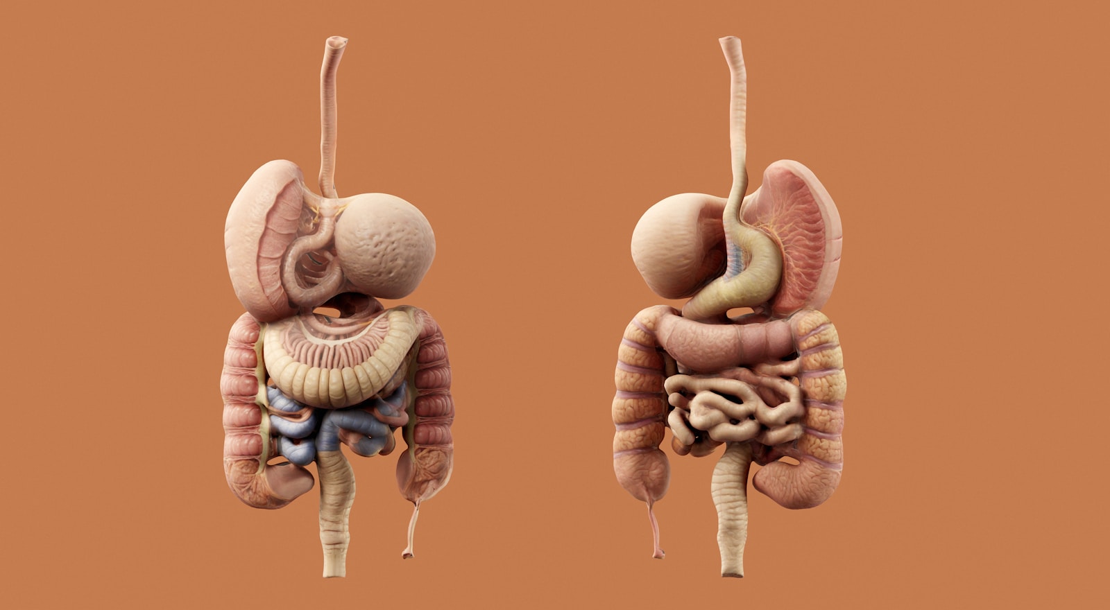 A detailed diagram of the human digestive system