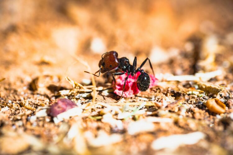 Macro shot photography of black ant