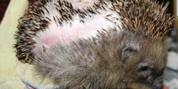 Stichting dierennood slaat alarm: “Zet je robotgrasmaaien nooit aan na 19.00 uur!”