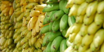 closeup photo of bunch of bananas