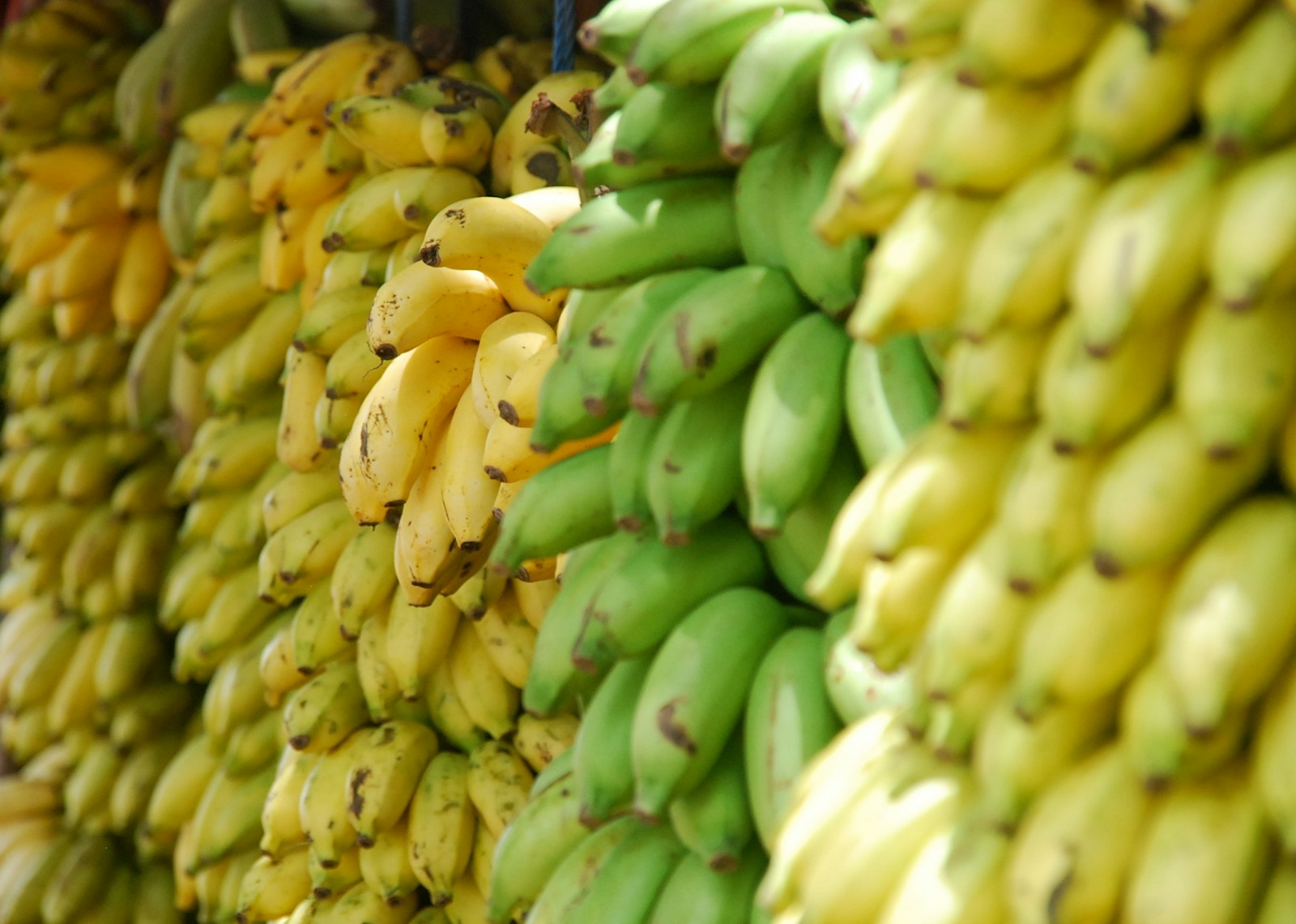 Closeup photo of bunch of bananas