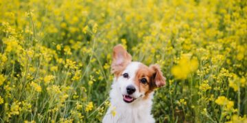 Let goed op: deze tuinplanten zijn giftig voor honden