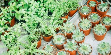 green succulents and green plants on pots