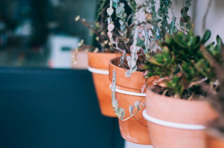 Selective focus photograph of plant on brown planter