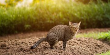 Burenruzie: ‘Elke dag poept de kat van de buren in mijn tuin. De camera’s liegen niet.’