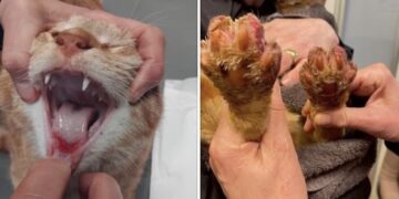 Dierenartsen slaan alarm! Populaire terrasreiniger verwondt katten