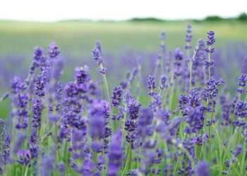 Lavender flower field blooms at daytime