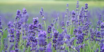 lavender flower field blooms at daytime