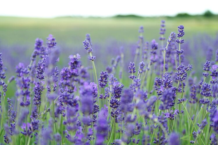 Lavender flower field blooms at daytime