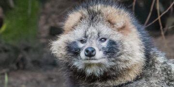 Nieuw roofdier in Nederland: dit moet je erover weten!