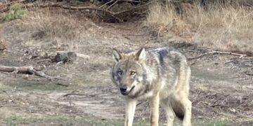 Heftig! ‘Hardloopster twee keer in been gebeten door wolf op Veluwe’
