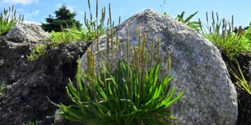 a large rock sitting on top of a lush green hillside