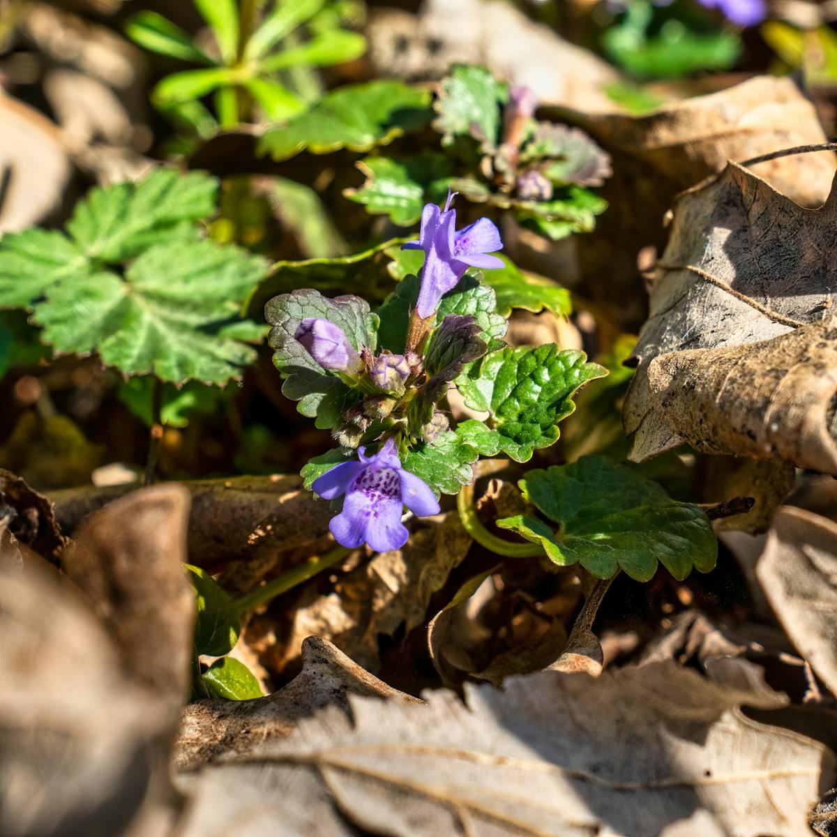 Close up of vibrant ground ivy blooming among dry leaves showcasing spring growth