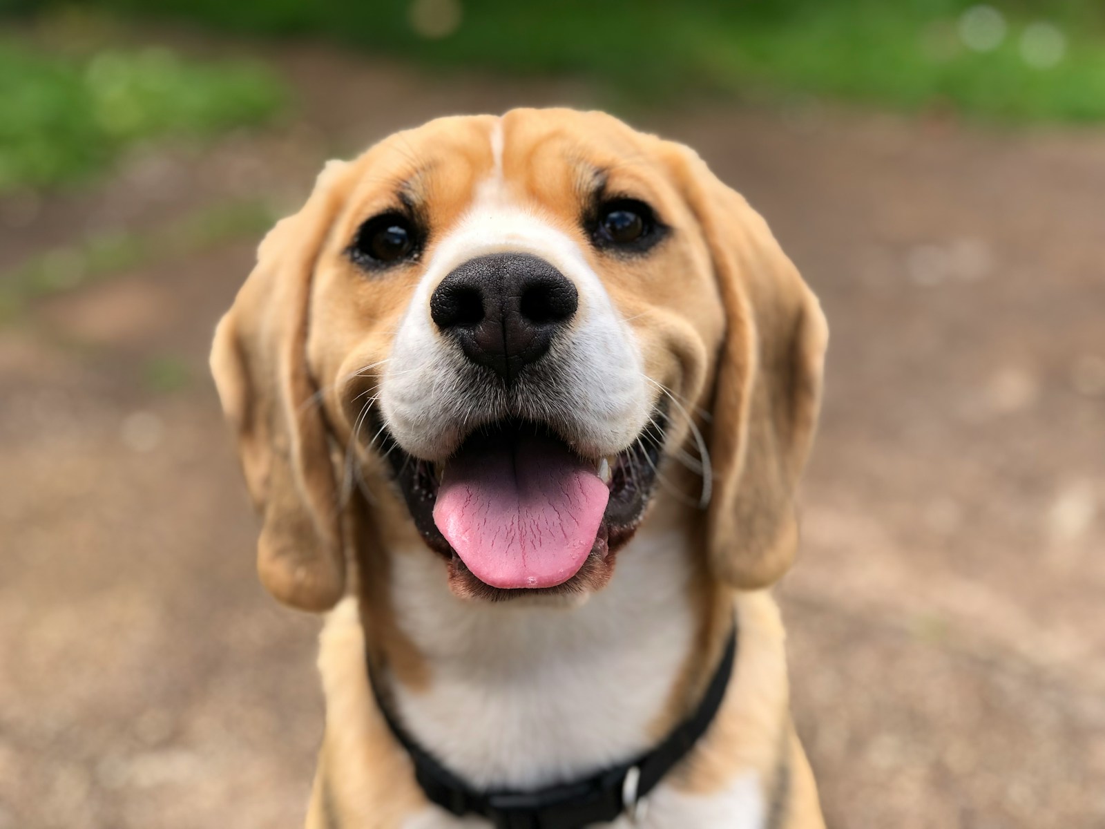 Dog's face