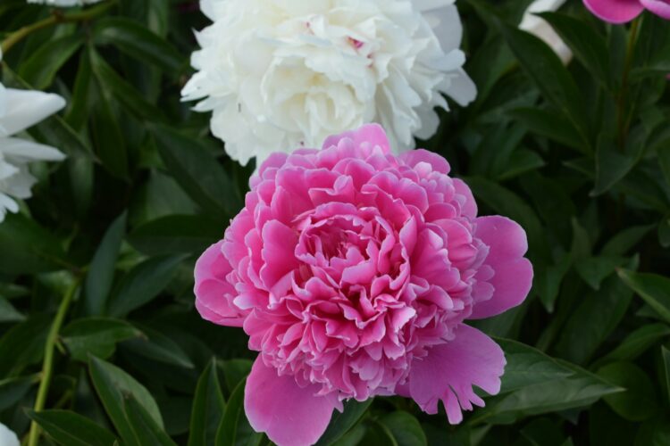 A close up of a pink and white flower