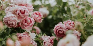 pink flowering green outdoor plant