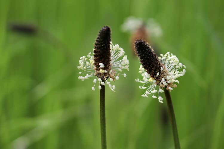Plantain meadow plant wild herbs plantago argentea meadow nature silver plantain inflorescence