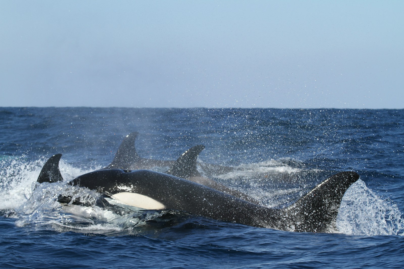 Blue and white whales