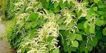 Dit is de enige manier hoe jij de Japanse duizendknoop kunt bestrijden